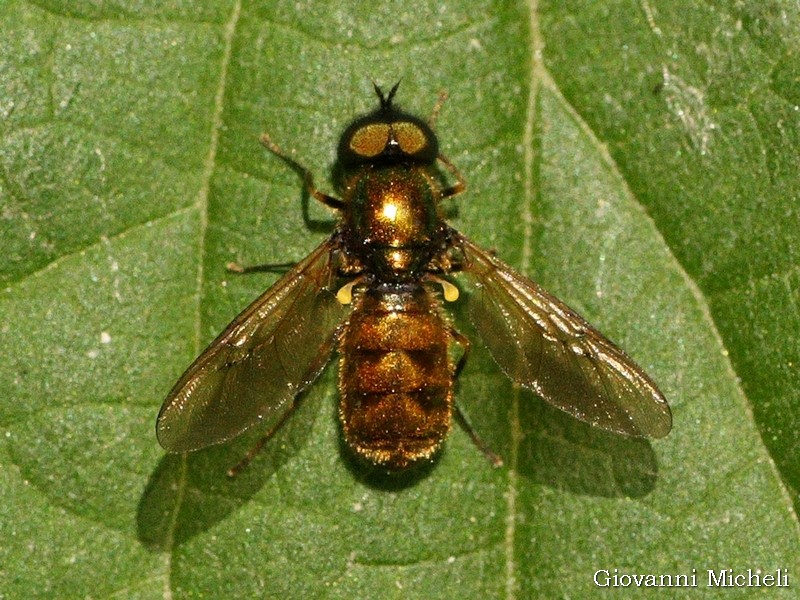 Chloromyia formosa,  maschio (Stratiomyidae)